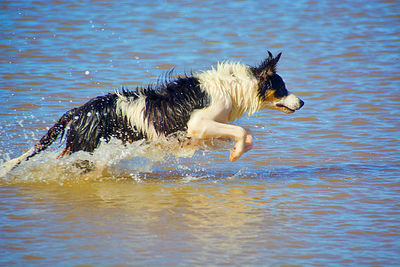 View of dog running in water
