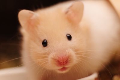 Close-up portrait of cute cat