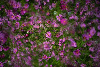 Close-up of pink flowering plants