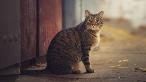 Portrait of a cat