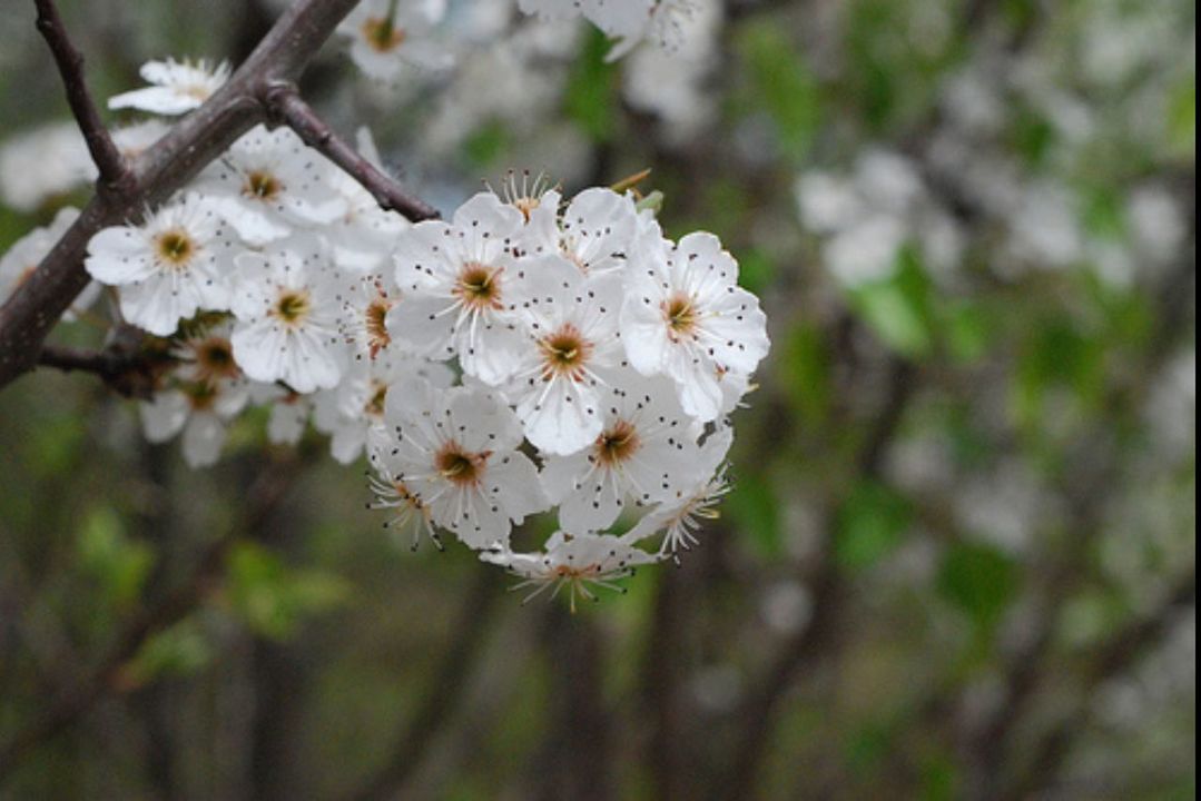 flower, white color, freshness, growth, fragility, beauty in nature, focus on foreground, nature, close-up, petal, flower head, branch, blossom, tree, blooming, white, cherry blossom, in bloom, selective focus, springtime