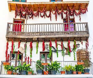 Low angle view of potted plant hanging on railing against building