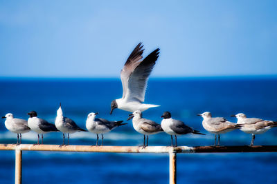 Birds perching on railing over sea against blue sky
