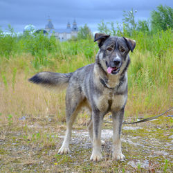 Portrait of dog standing on field