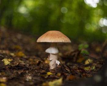 Single blusher mushroom growing on the forest floor in early autumn