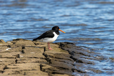 Close-up of bird perching on rock