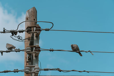 Low angle view of birds perching on cable against clear blue sky