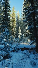 Snow covered trees