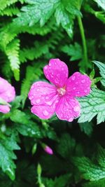 Close-up of water drops on pink flower blooming outdoors