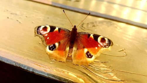 Close-up of insect