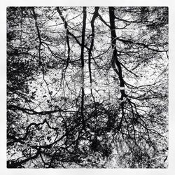 Low angle view of bare trees against sky