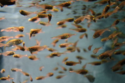 Close-up of fishes swimming in lake