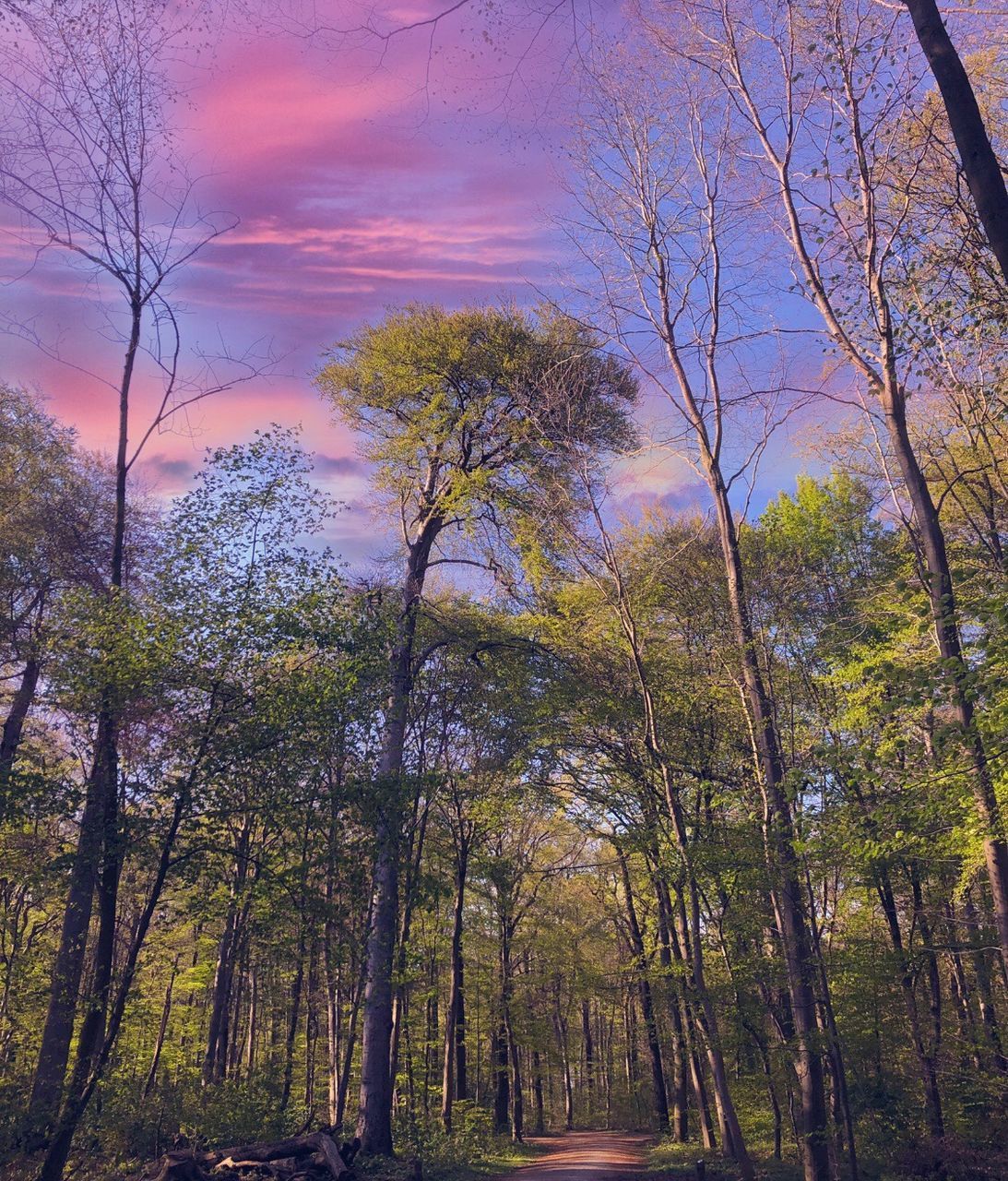 LOW ANGLE VIEW OF TREES AGAINST SKY AT SUNSET