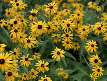 Close-up of yellow flowers