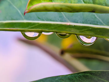 Close-up of raindrops on leaves