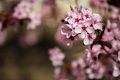 Close-up of pink cherry blossoms