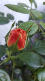 Close-up of red flower