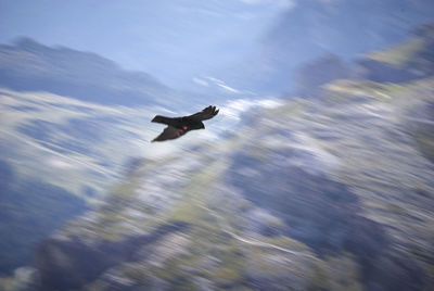 Low angle view of airplane flying against sky