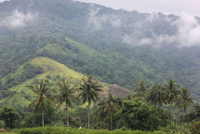 Scenic view of trees on landscape