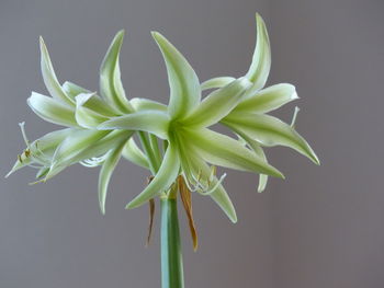 Close-up of white flowers