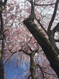 Low angle view of tree