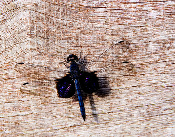 Close-up of housefly on wood