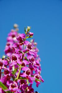 Low angle view of pink flowering plant against clear blue sky