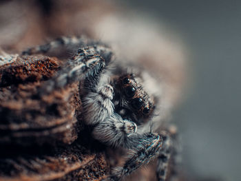 Close-up of spider