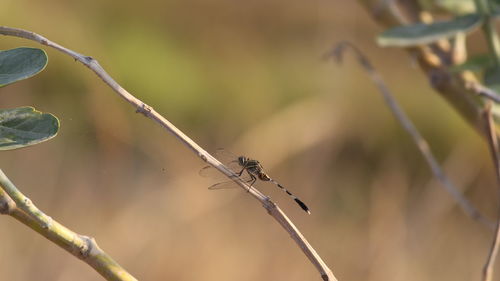 Side view of winged insect on stem