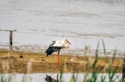 Bird perching on a lake