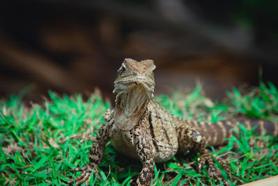 Ein lizard sitzt im gras