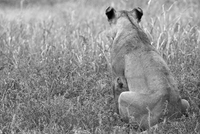 Cat relaxing on field