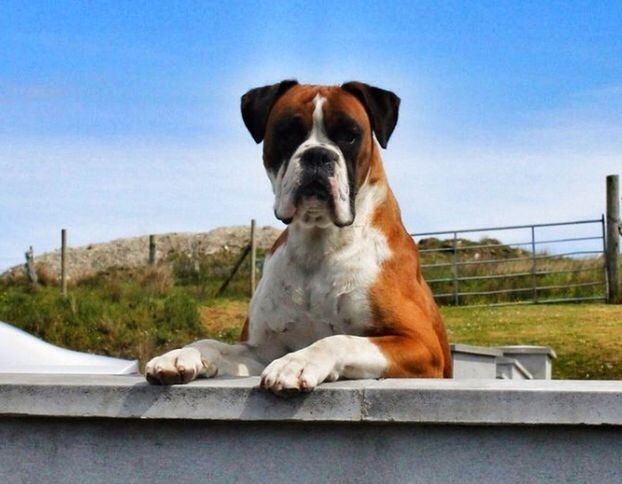 domestic animals, animal themes, mammal, one animal, pets, dog, sky, blue, animal head, clear sky, brown, close-up, sunlight, day, no people, looking away, relaxation, pet collar, outdoors, sitting