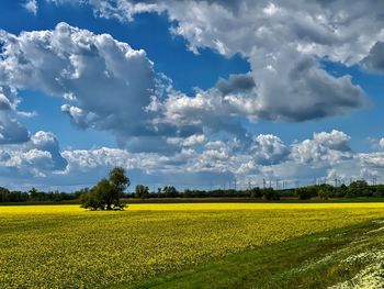 Scenic view of field against sky