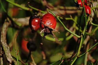 Close-up of red berries on plant