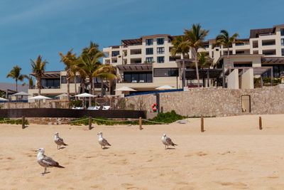 Group of birds on beach