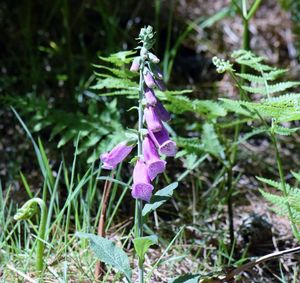 Close-up of purple flowers blooming on field