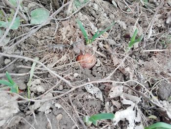 High angle view of nest on field