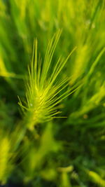 Close-up of fresh green plant