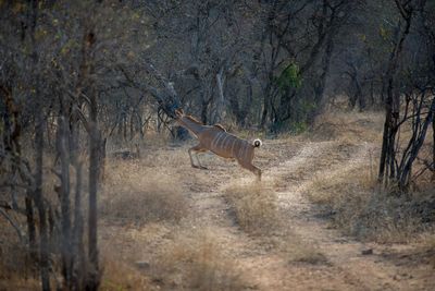 Side view of horse running on field in forest