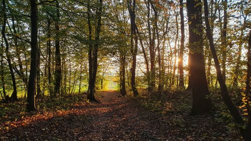 Trees in forest during autumn