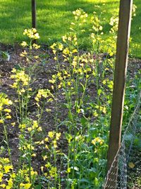 Trees growing in forest