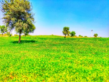 Scenic view of field against clear sky