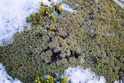 Close-up of frozen plant on moss covered land