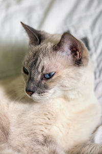 Close-up of a cat looking away