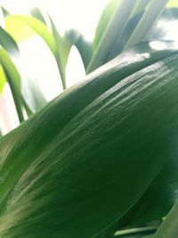 Close-up of a plant