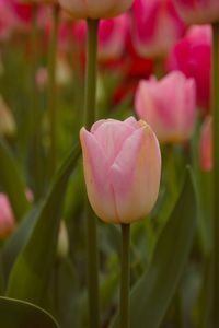 Close-up of pink tulips