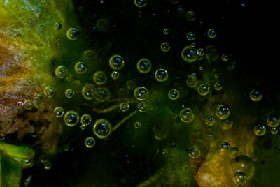 Close-up of water drops on leaf