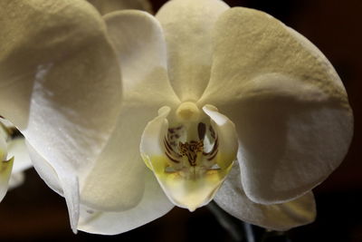 Close-up of white orchids blooming outdoors