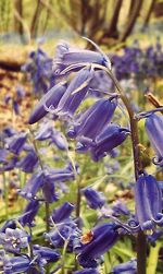 Close-up of plant against blurred background